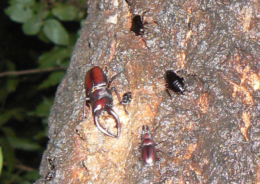 団地前のクヌギ_いつもの樹液_ノコギリクワガタ2♂_2021年7月7日(梅雨の雨続きの一時的な曇り）_20時10分頃 気温25度